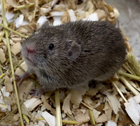 ニホンハタネズミ