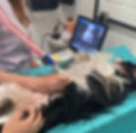 Dra. veterinária realizando um ultrassom em um cão.