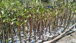mangrove.jpg