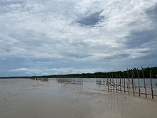 mangrove.jpg