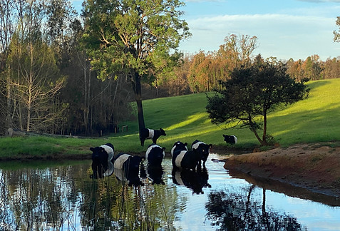 Beltie Galloway cows in the dam