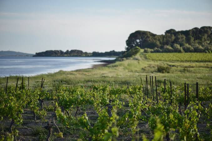 ピクプール・ド・ピネ(Picpoul de Pinet)