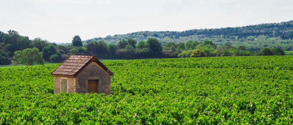 コート・ド・ボーヌ(Côte de Beaune)