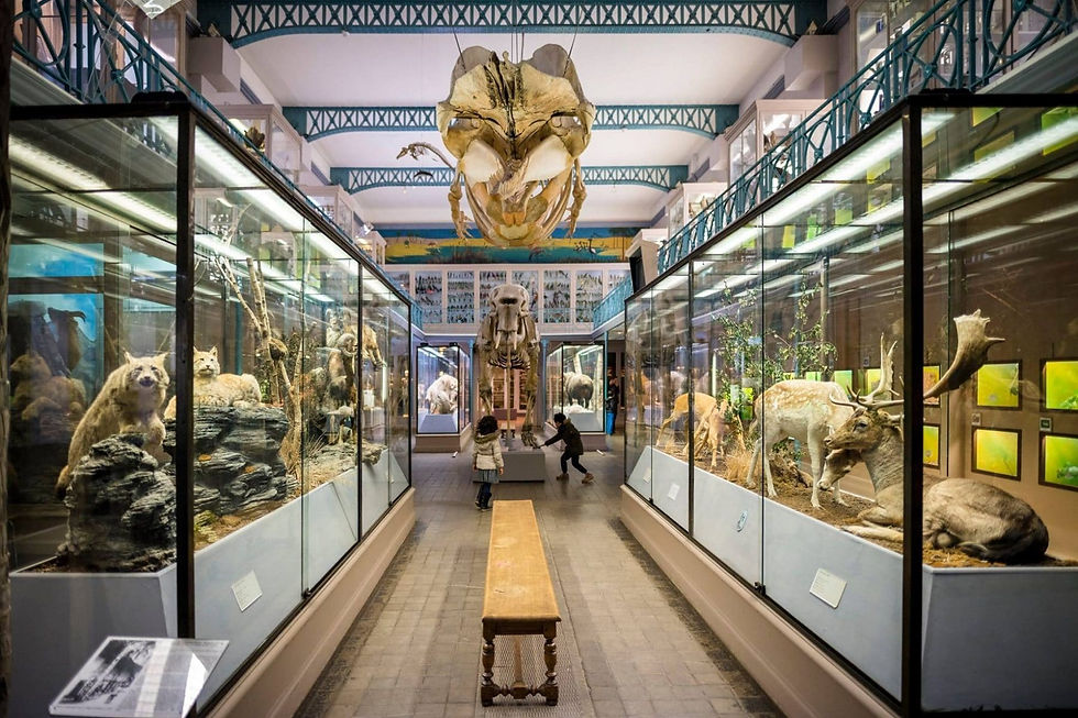 自然史博物館(Muséum Henri-Lecoq)
