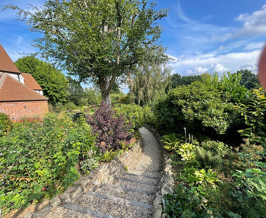 Fern and Rhododendron path