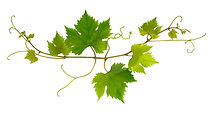 FEUILLES DE VIGNES.jpeg