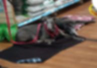 IMG_20190803_141905.jpeg