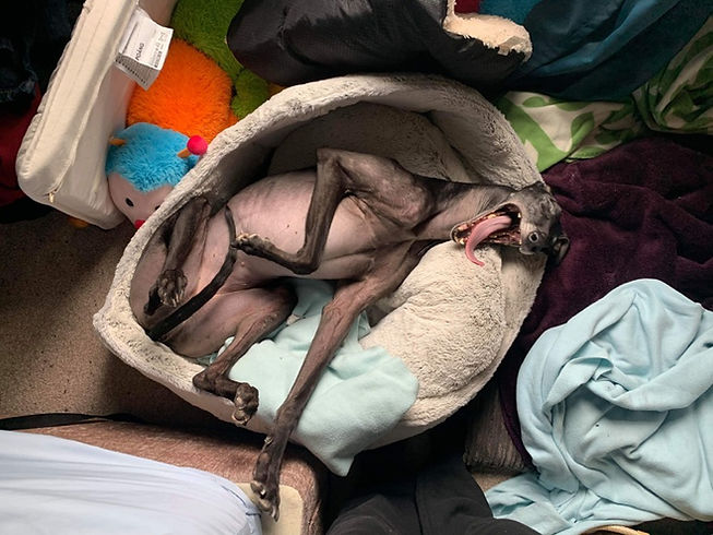 GRACIE6