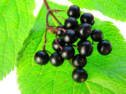 elderberry.jpeg