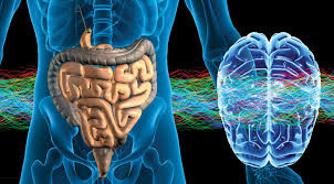 gut and brain.jpeg