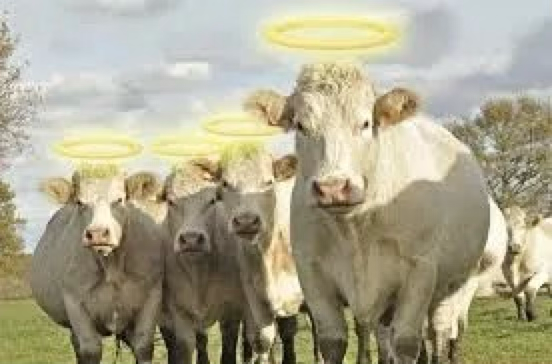 Sacred Cows