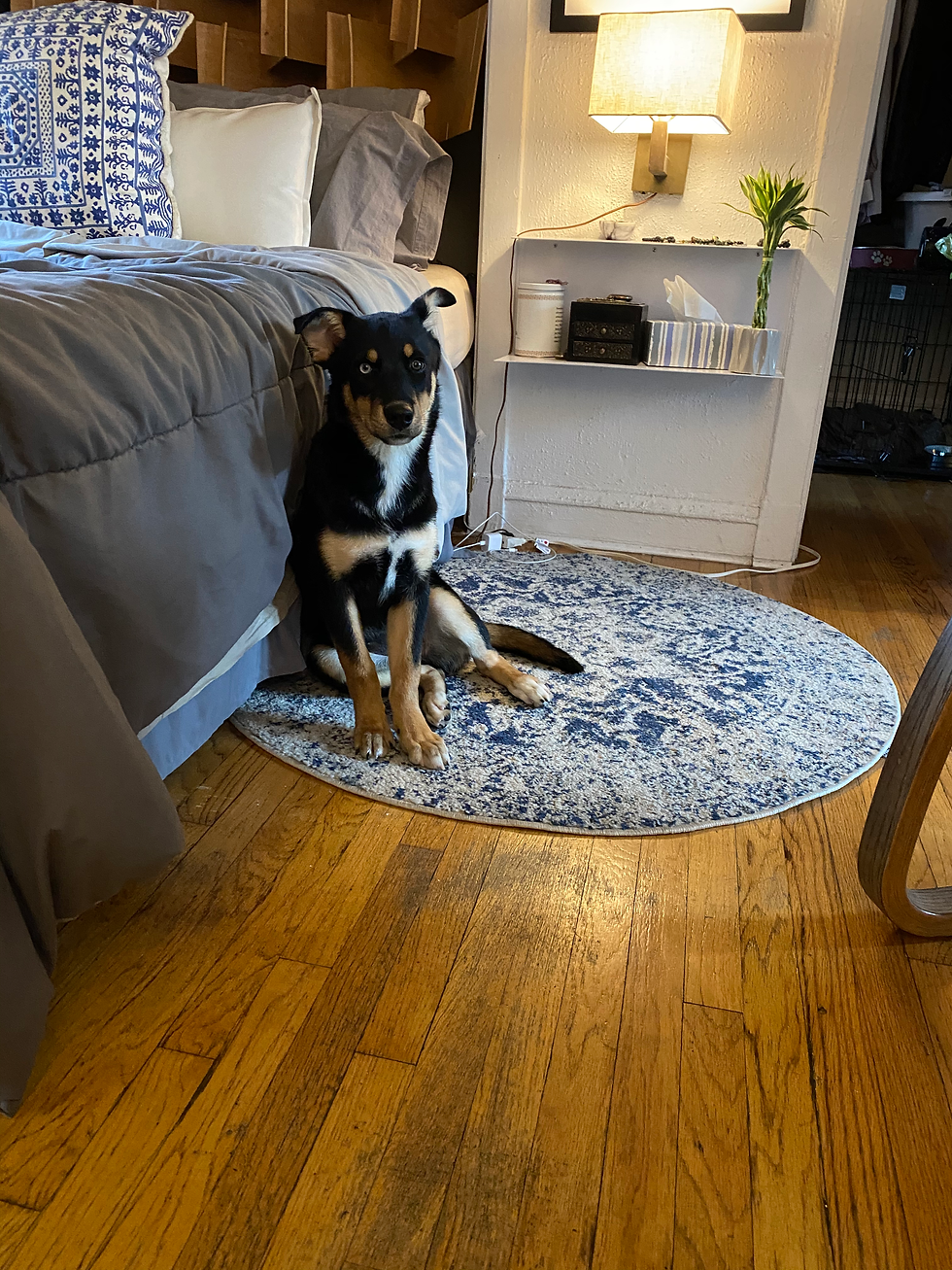 sevens first day in her new home = Chicago IL