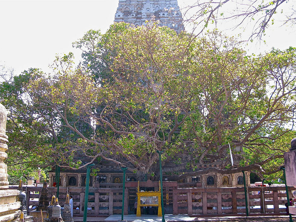 The Mahabodhi tree at the Mahabodhi Temple in Bodh Gaya