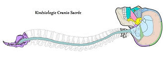cranio1.jpg