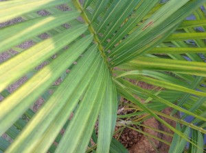 A conversation with a plant