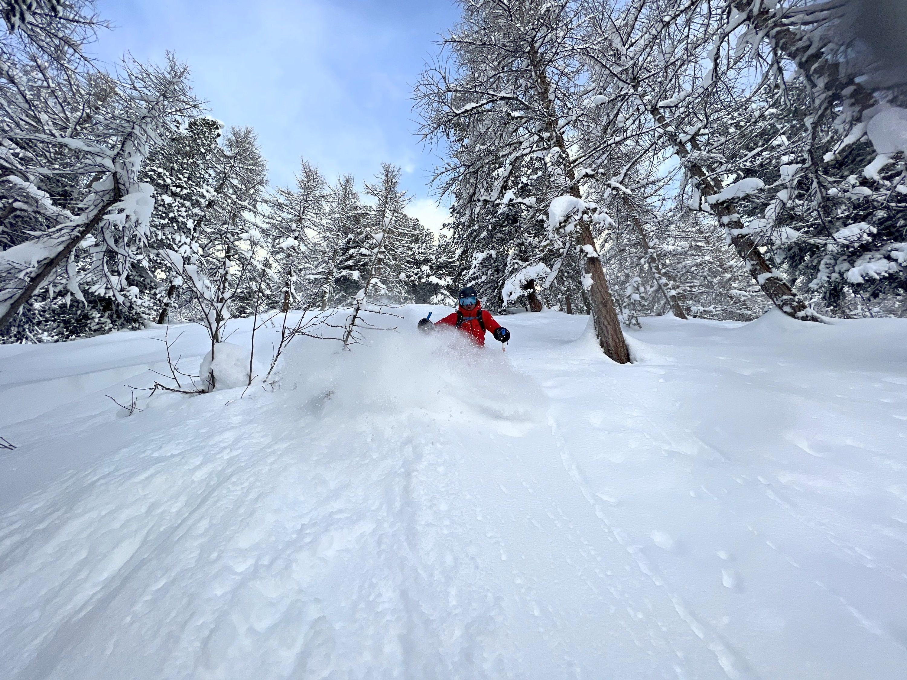 Tagestouren ab Val d'Isère: Skifahrer im Pulverschnee in einem Wald aus verschneiten Lärchen