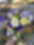 Thumbnail: 2026 Standard Flower Member Share