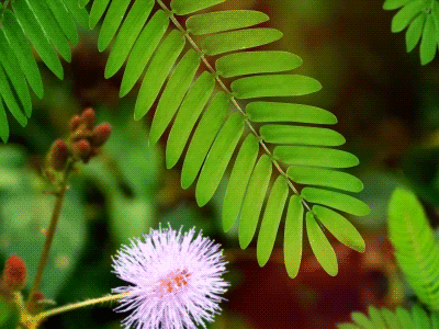 Mimosa Pudica.gif