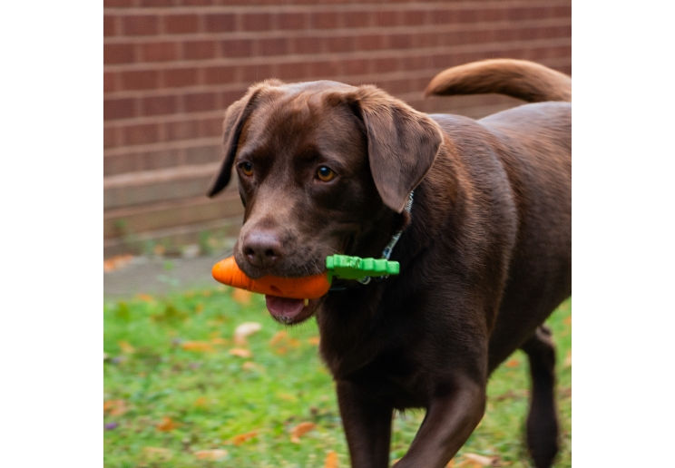 Thumbnail: packet of dog food