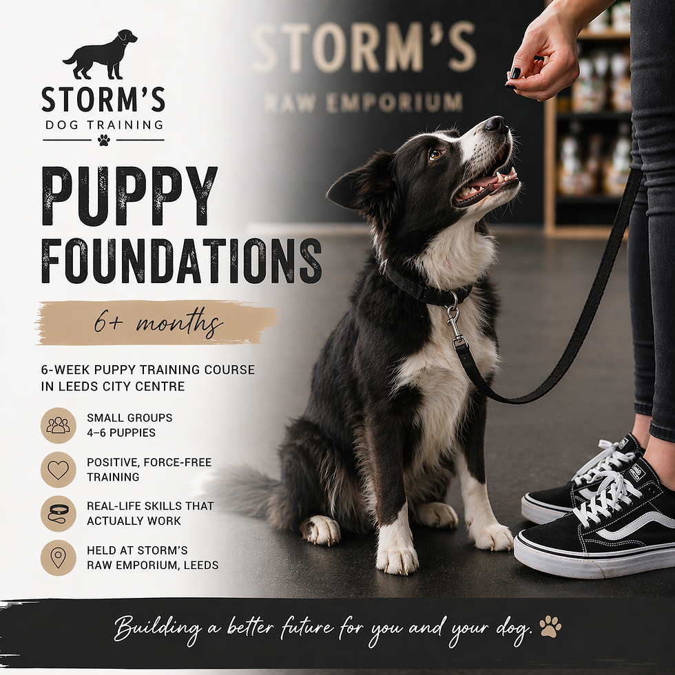 Storm’s Puppy Foundations – Over 6 Months