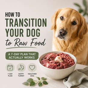 Golden Retriever with bowl of raw dog food and text 'How to Transition Your Dog to Raw Food - A 7-Day Plan That Actually Works'