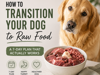 Golden Retriever with bowl of raw dog food and text 'How to Transition Your Dog to Raw Food - A 7-Day Plan That Actually Works'