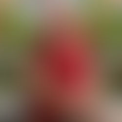 Anna Maria Levra ved. Eiraudo