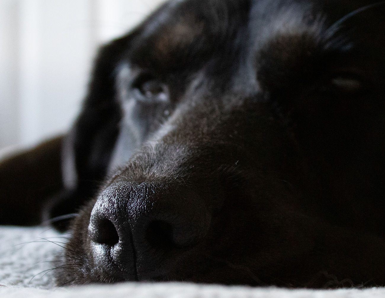 Dash's nose(Value).jpg