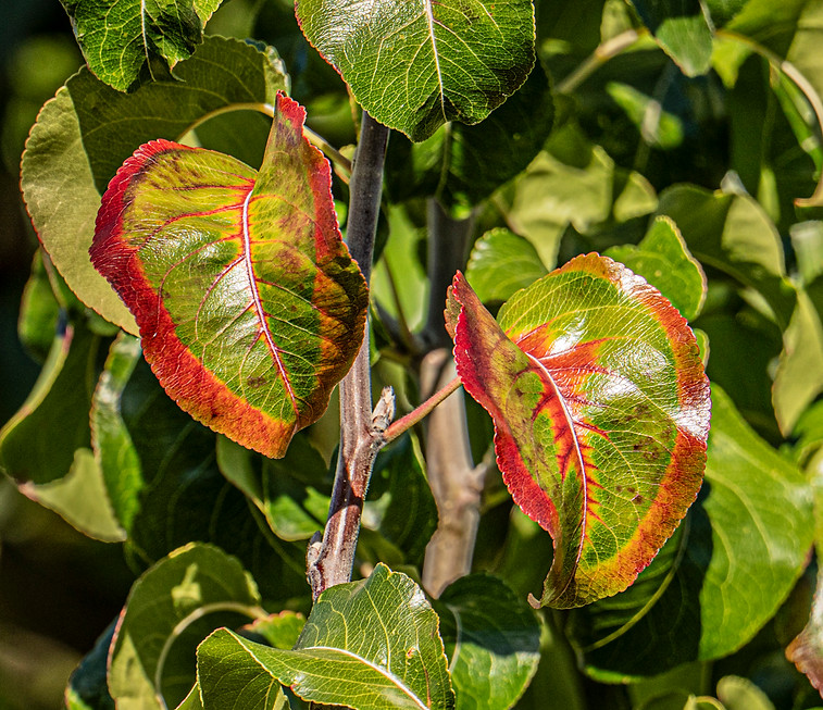 Autumn leaves green and red nature