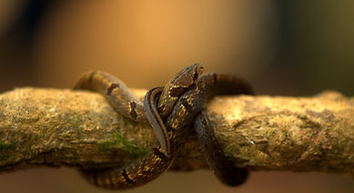 Templeton’s Kukri Snake.jpg