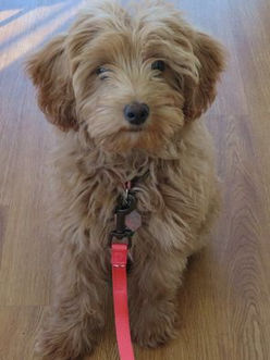 Bailey
