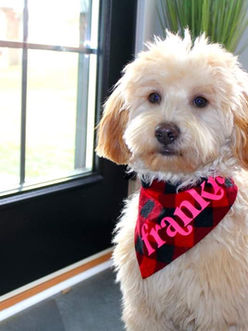Frankie
