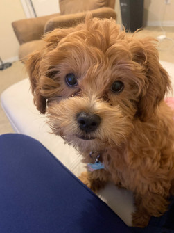 Millie
