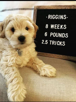 Riggins