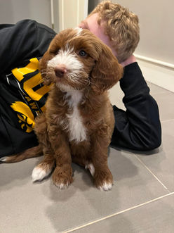 CashTwilightxRowdy9weeks.jpg