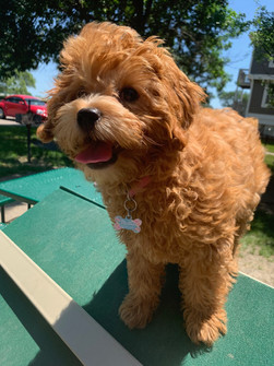 Millie