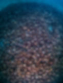 crab -5271442.jpg