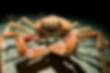 Spider Crab dark.jpg