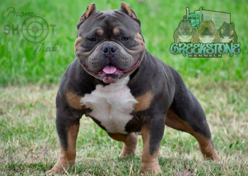 CSK/PPK Big Daddy’O