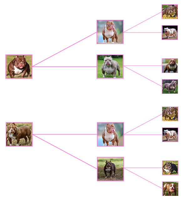 POPPA FULL PED.png
