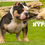 Thumbnail: NMG Bullies Hype