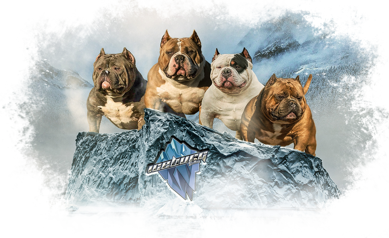 header banner copy 2.png