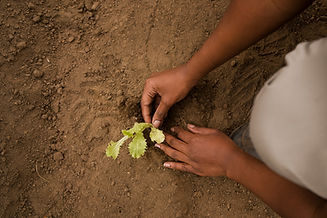top-view-hands-gardening.jpg