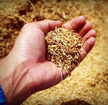 abundance-agricultural-agriculture-arm-2