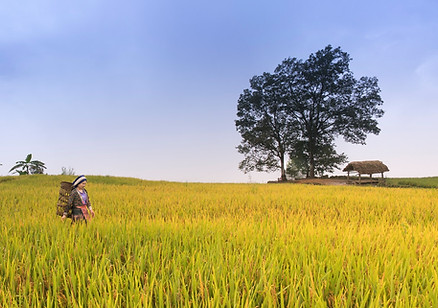 woman-surrounded-by-rice-field-2131661.j