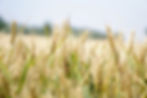 Village crops