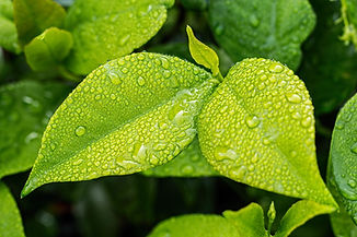 leaf-ge8e5cd7fb_1920.jpg