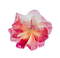 red and white petaled flower close-up ph