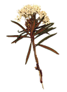 Wildflowers_edited.png
