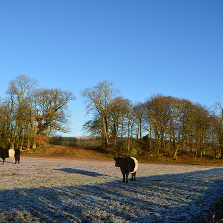 Loving these sunny frosty days